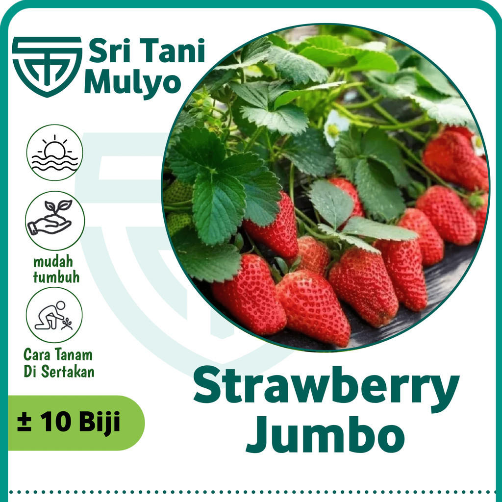 10 Biji - Benih Strawberry Merah JUMBO - Bibit Stroberi Unggulan - Benih Buah Strawberi Manis