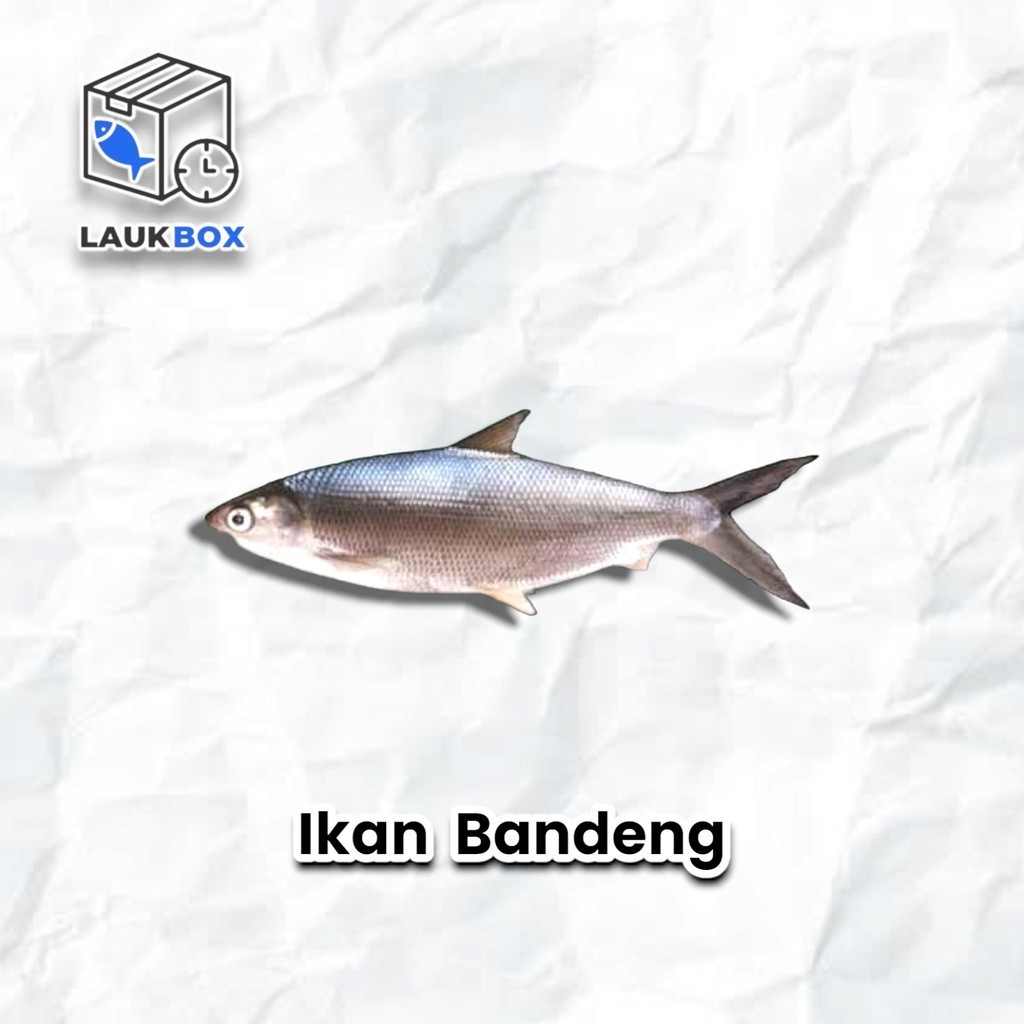 

Ikan Bandeng