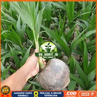 Bibit Kelapa Hibrida Hijau Jumbo Asli Bibit Tanaman Super Unggul UD GOBIT ID