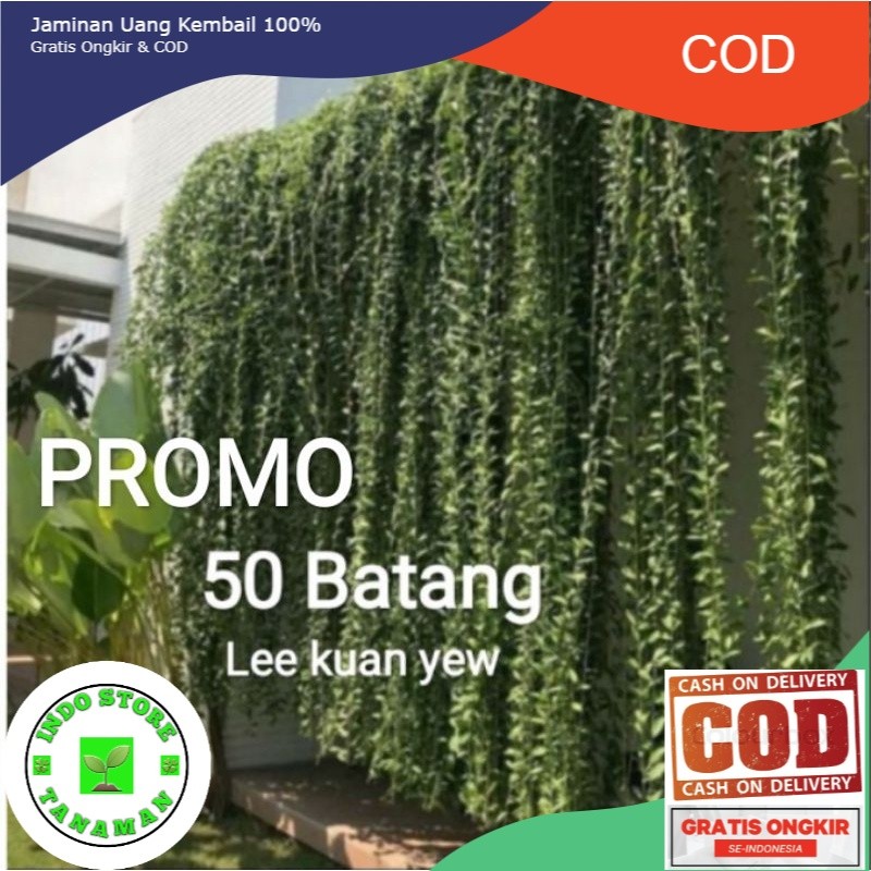 50 Batang Lee kuan yew / tanaman hias hidup menjuntay li kuan yu / Lee kwan yu