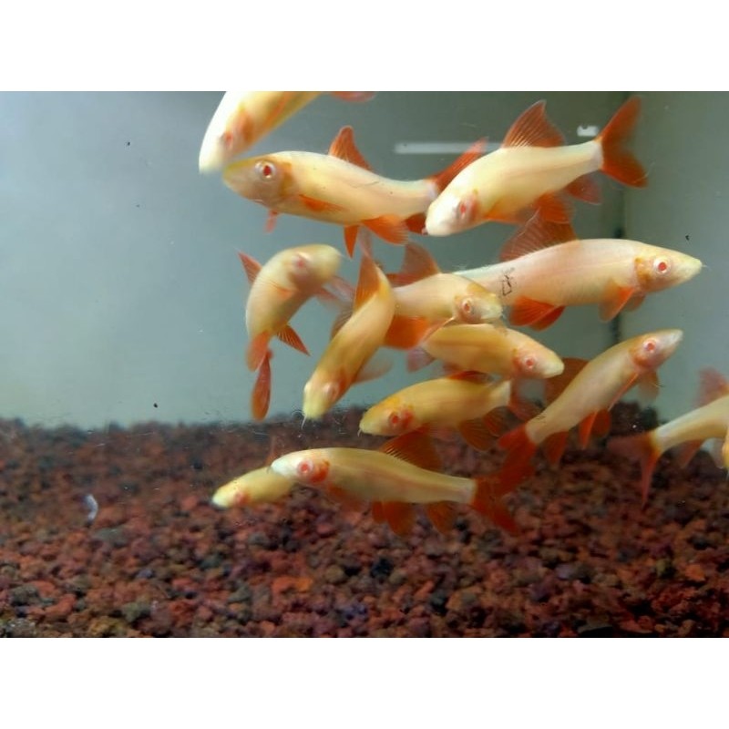 REDFIN ALBINO ALGAE EATER MURAH BERGARANSI SE INDONESIA / PEMAKAN LUMUT / PEMBERSIH LUMUT