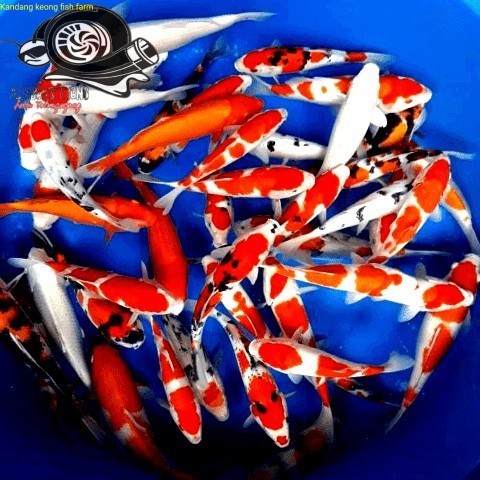 Aksesoris akuarium Bibit ikan Koi Blitar 15-20 cm cantik Grade A harga termurah Pemanis kolam taman