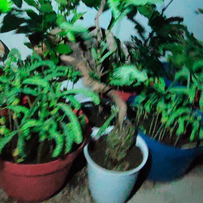 Tanaman Bonsai Lamtoro On The Rock Pot UK 50 cm Sesuai Gambar Kode 79