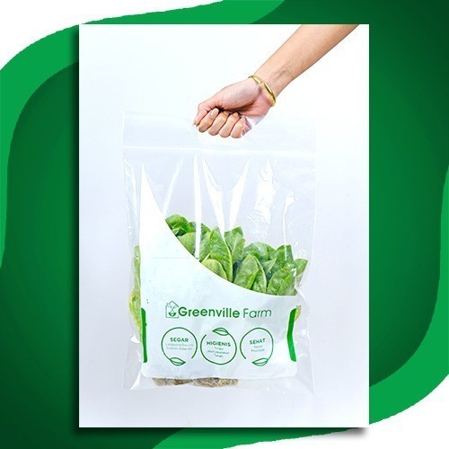 

SAYUR LETTUCE GREEN ROMAINE / SELADA ROMAINE HIDROPONIK