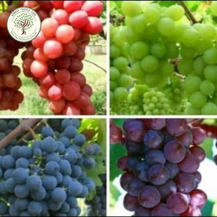 Paket 4 Bibit Anggur Manis Cepat Berbuah-PROMO Bibit Anggur