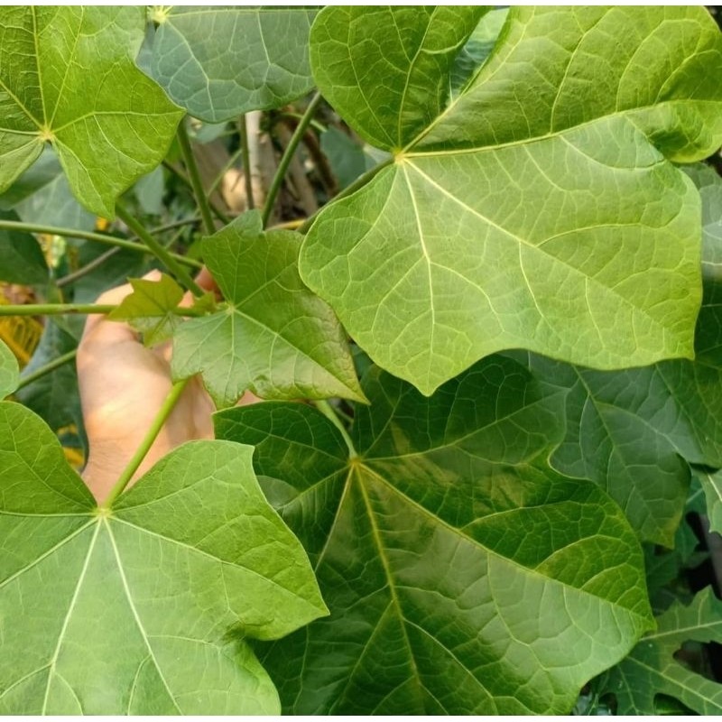 

Daun Tanaman Jarak Pagar Segar Baru Dipetik Promo 10 Lembar Jamu Herbal