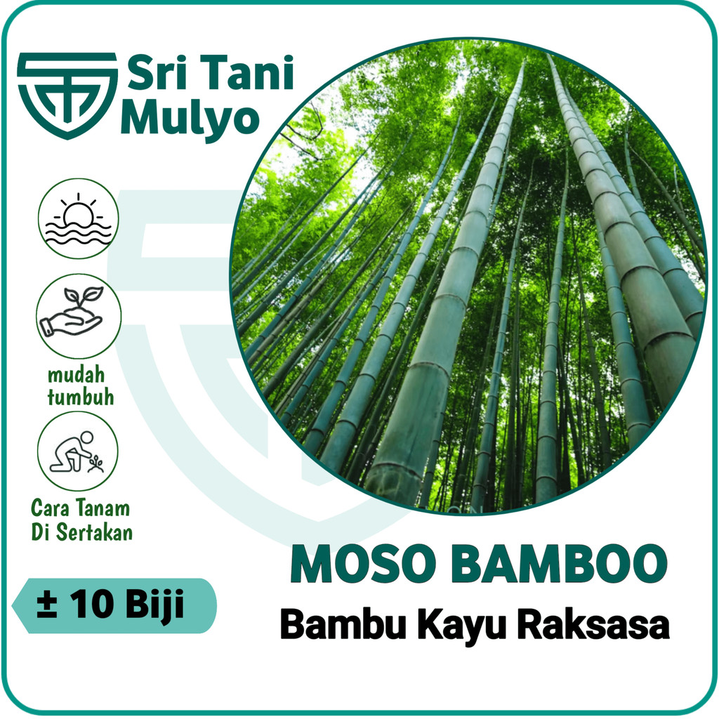 10 Biji Benih Tanaman Bambu Raksasa Hijau F1 Import / Benih Bambu / Biji Bambu / Bambu Raksasa / Kos