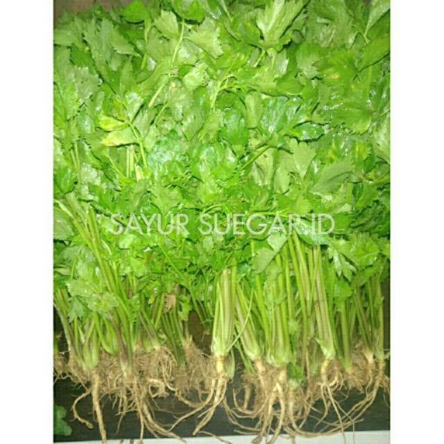 

Seledri/celery /100gram