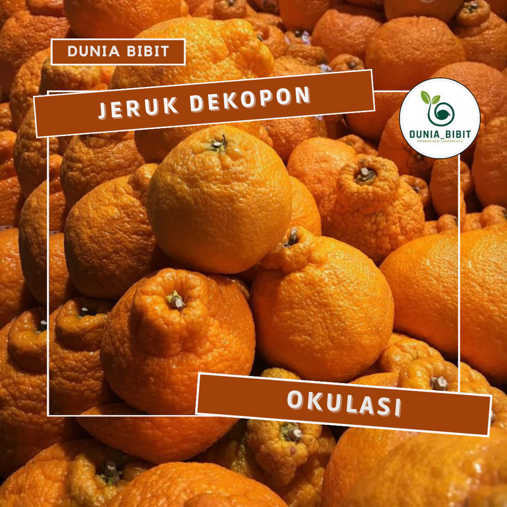 Bibit jeruk dekopon hasil okulasi cepat berbuah