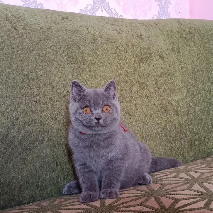 kucing british shorthair bsh pedigree ped tica male jantan blue solid