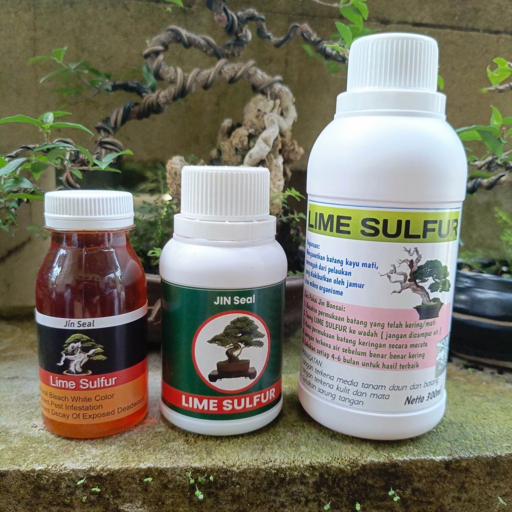 Lime jin Lime Sulfur Bonsai