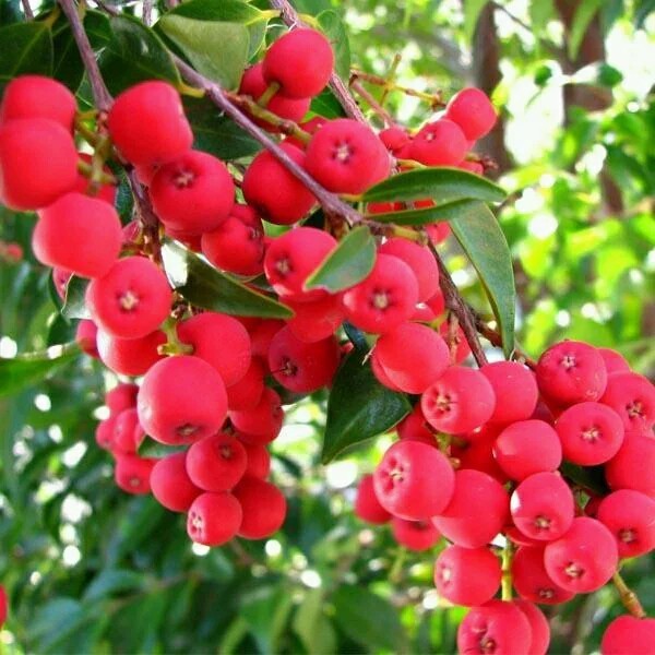 Bibit Buah Ribery - Buah Langka Import khas hutan hujan Australia