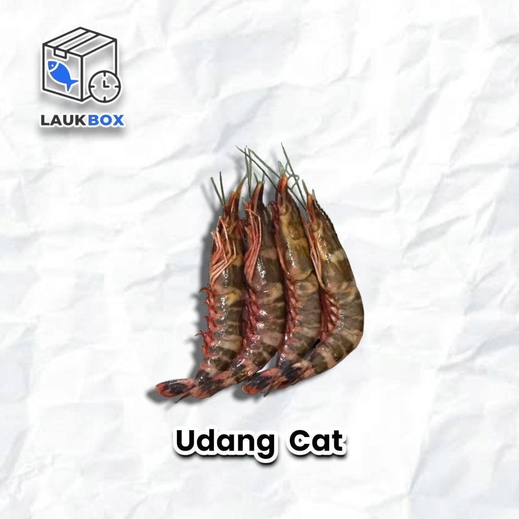 

Udang Cat Tiger