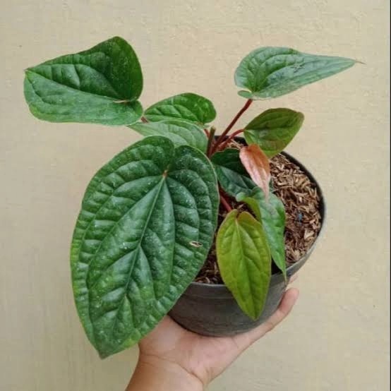 tanaman hias anthurium sirih / tanaman anthurium sirih