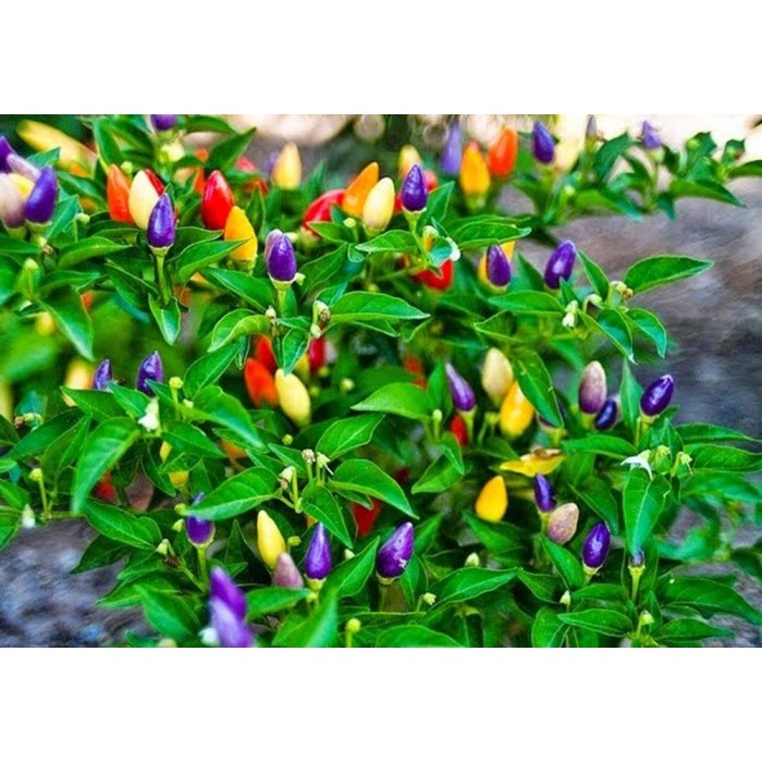Tanaman Hidup Cabe Pelangi Berbuah - Cabe Pelangi - Cabe Pelangi Berbu