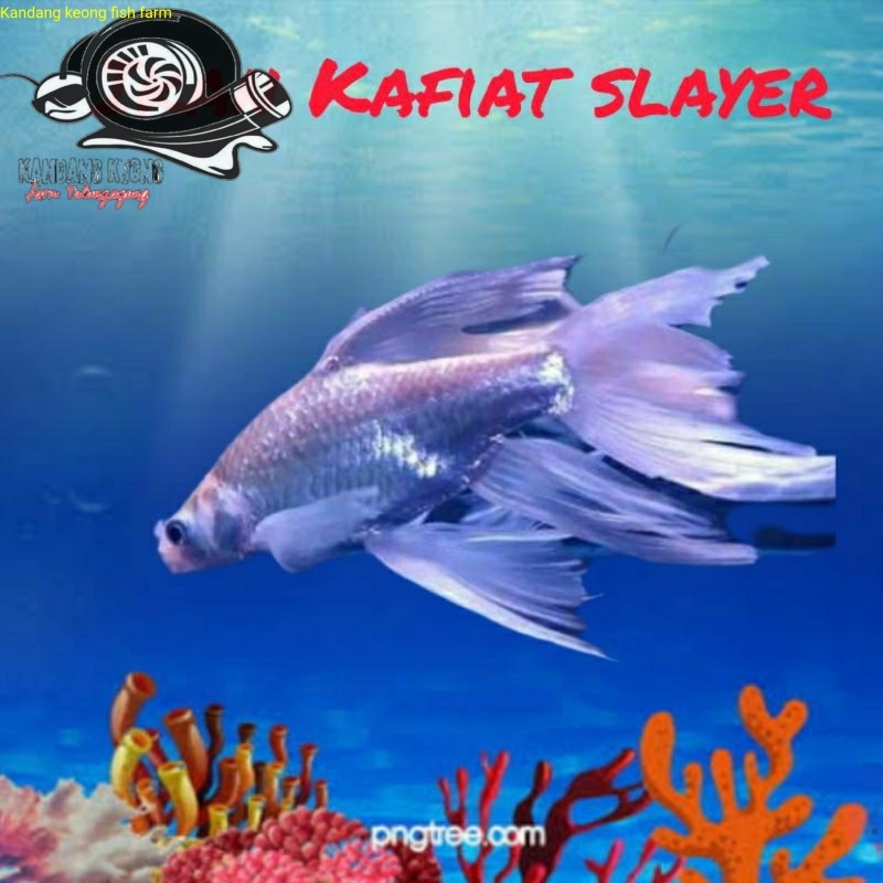 Bigsale aksesoris aquarium 8-11 cm Kafiat slayer ekor panjang