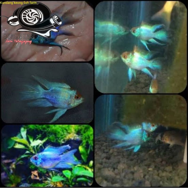 hiasan  ramirezi blue elektrik Kebutuhan aquarium