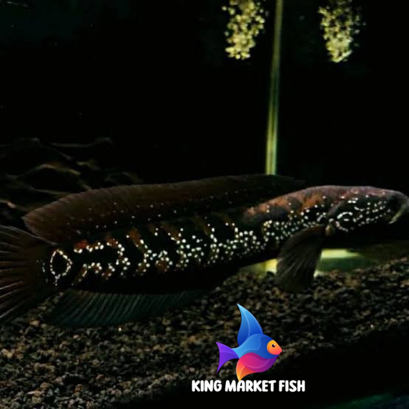 Pemanis aquarium Chana Asiatica WS 10-12cm gondrong Fullmutiara progres