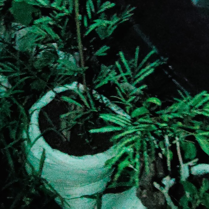 Tanaman Bonsai Lamtoro Karakter Pot Ukuran 50cm Gambar Real Kode 06138