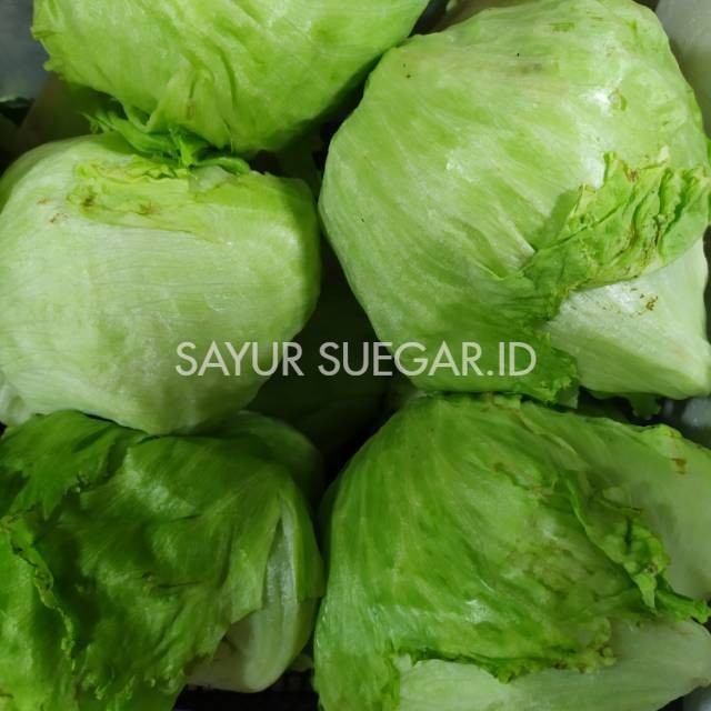 

Lettuce head/500 gram