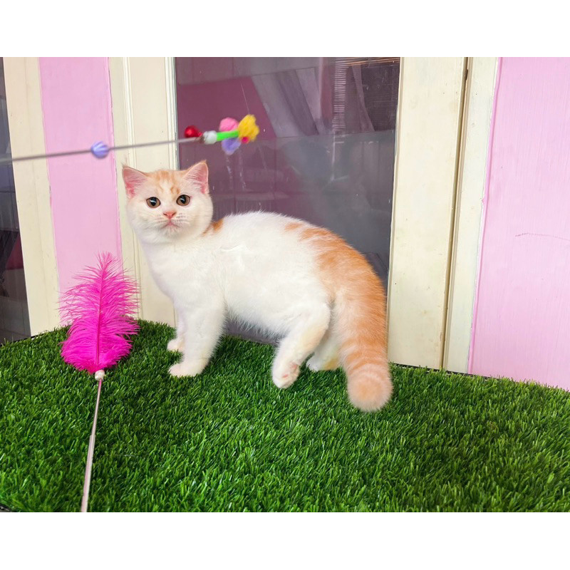 kucing kitten british shorthair bsh