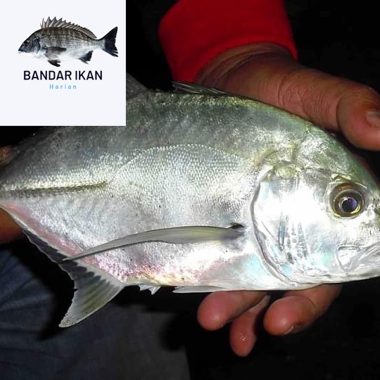 

Ikan Kuwe Bongkok Segar Fresh Dan Berkualitas