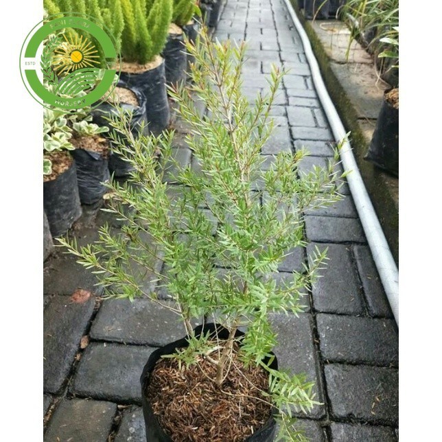 Tanaman Herbal Eucalyptus Kayu Putih / Bibit Pohon herbal kayu Putih Eucalyptus / Bibit Tanaman Kayu