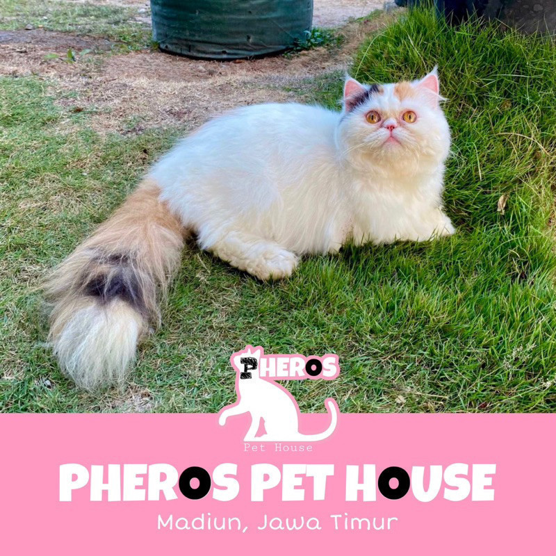 MAKANAN Kucing Persia Peaknose #pherospethouse PHEROS PET HOUSE