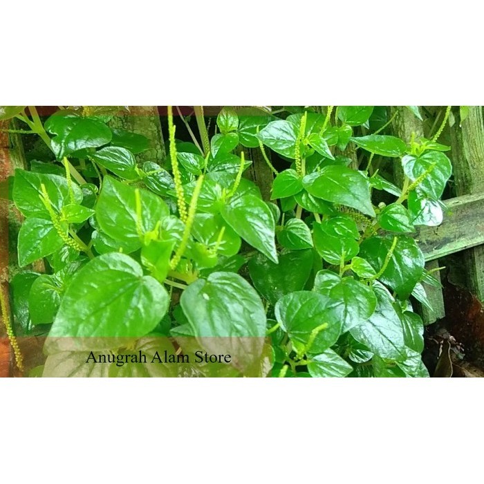 

ready Obat Asam Urat Pegal Linu Daun Sirih Cina