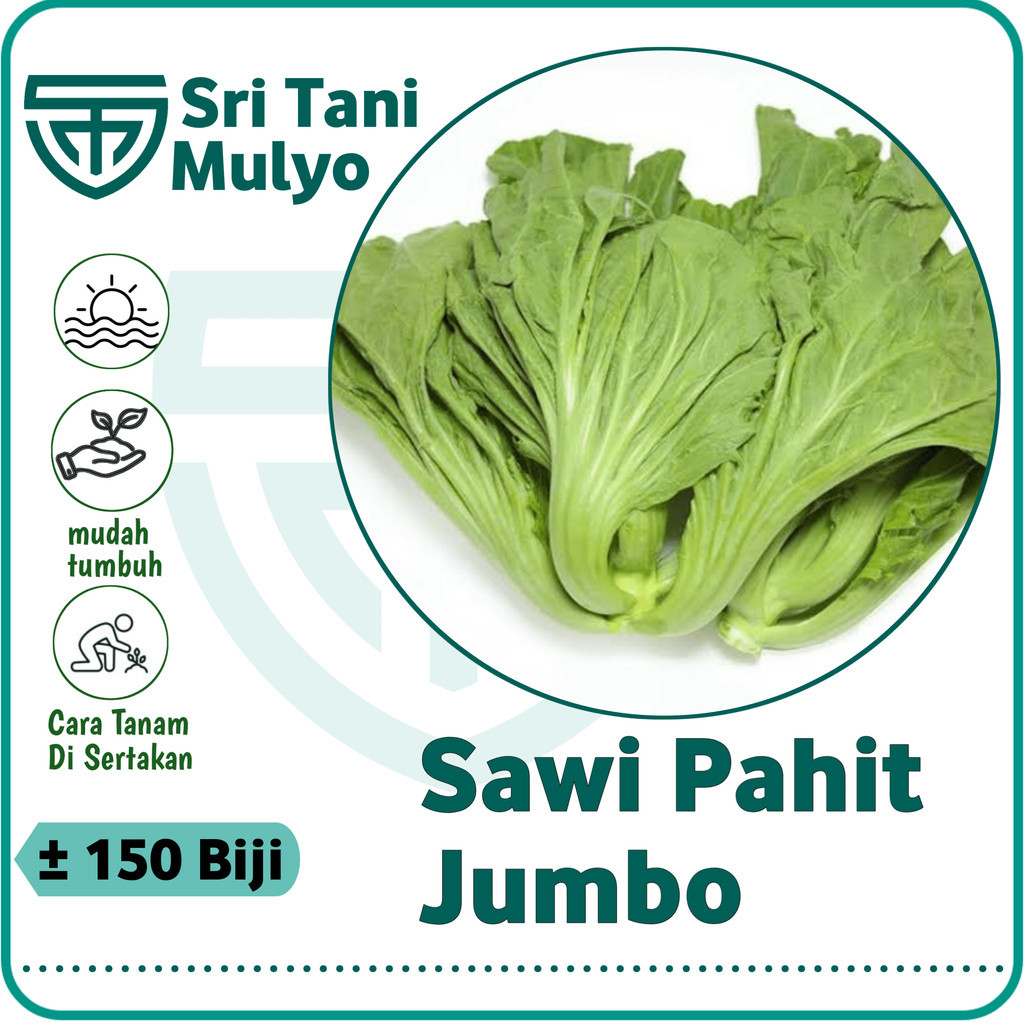 150 Biji - Benih Sawi Pahit JUMBO LOKAL - Bibit Sayuran - Benih Sayuran Seribuan Sawi Hijau