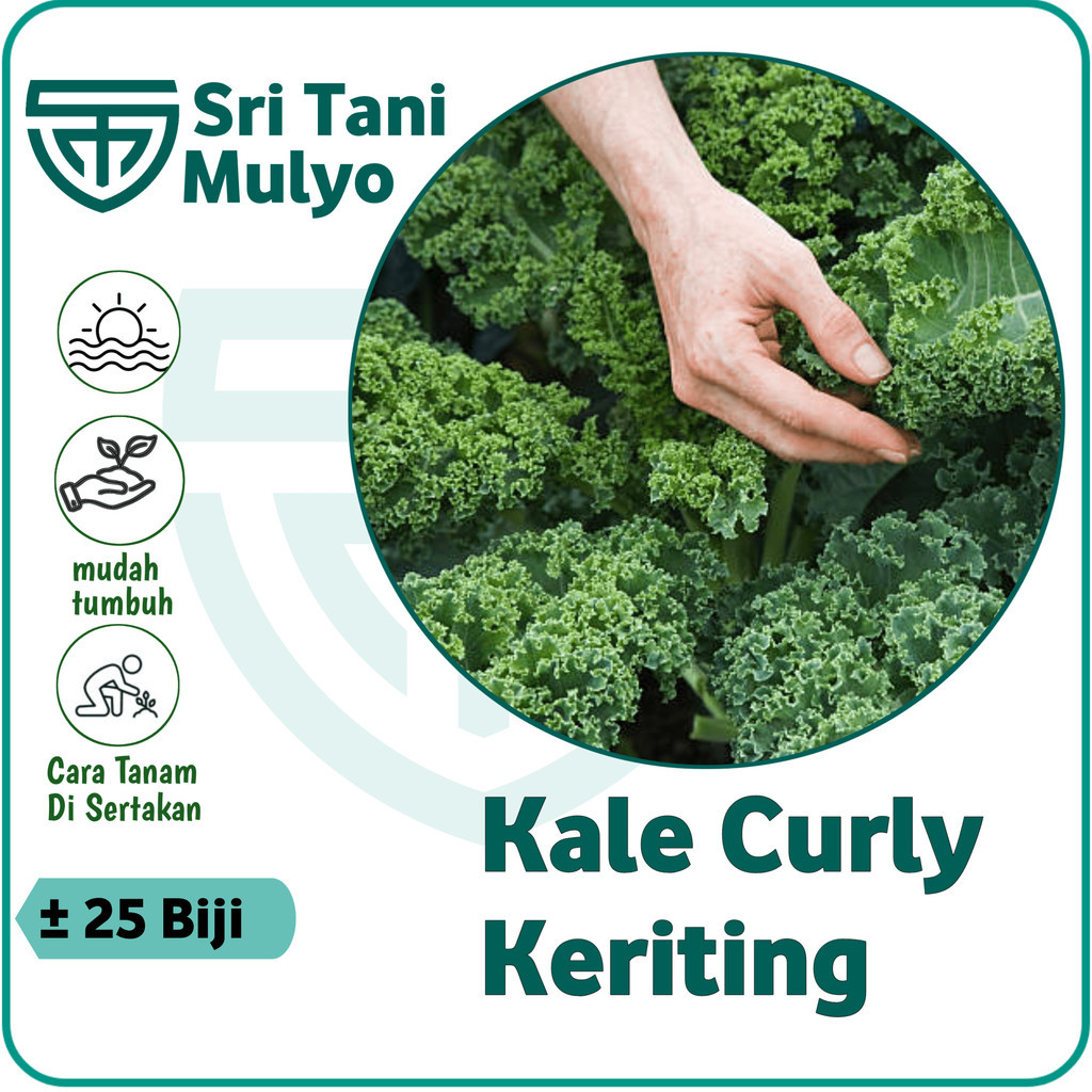 25 BIJI - BENIH BIBIT KALE GRUNER / KALE KRITING IMPORT - BIBIT SAYURAN BENIH SELADA PAKCHOY BAYAM