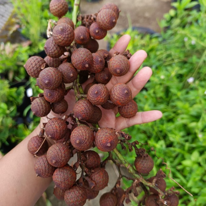 

1KG buah hoe/jernang merah langka