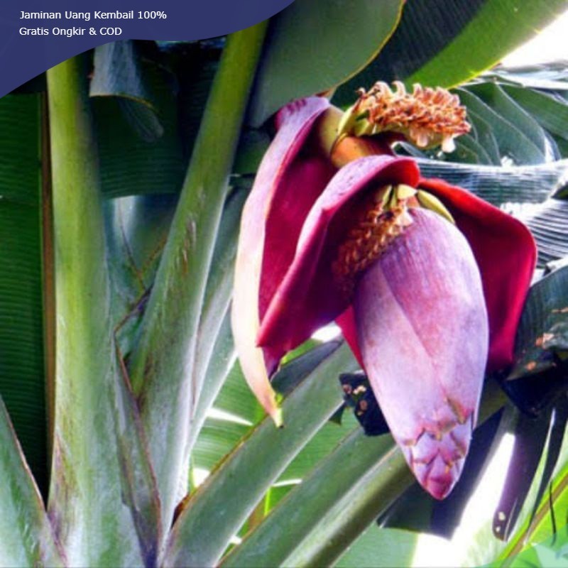 

jantung pisang Manggala/kelutuk 2pcs