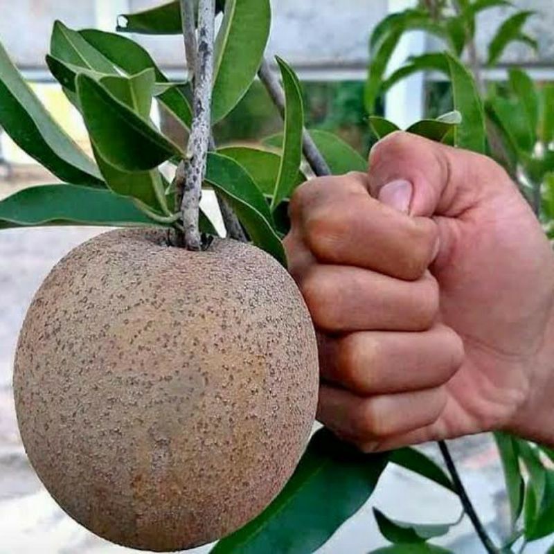 Bibit Tanaman Buah Sawo Jumbo-Bibit Sawo Jumbo-Bibit Okulasi-Bibit Sawo