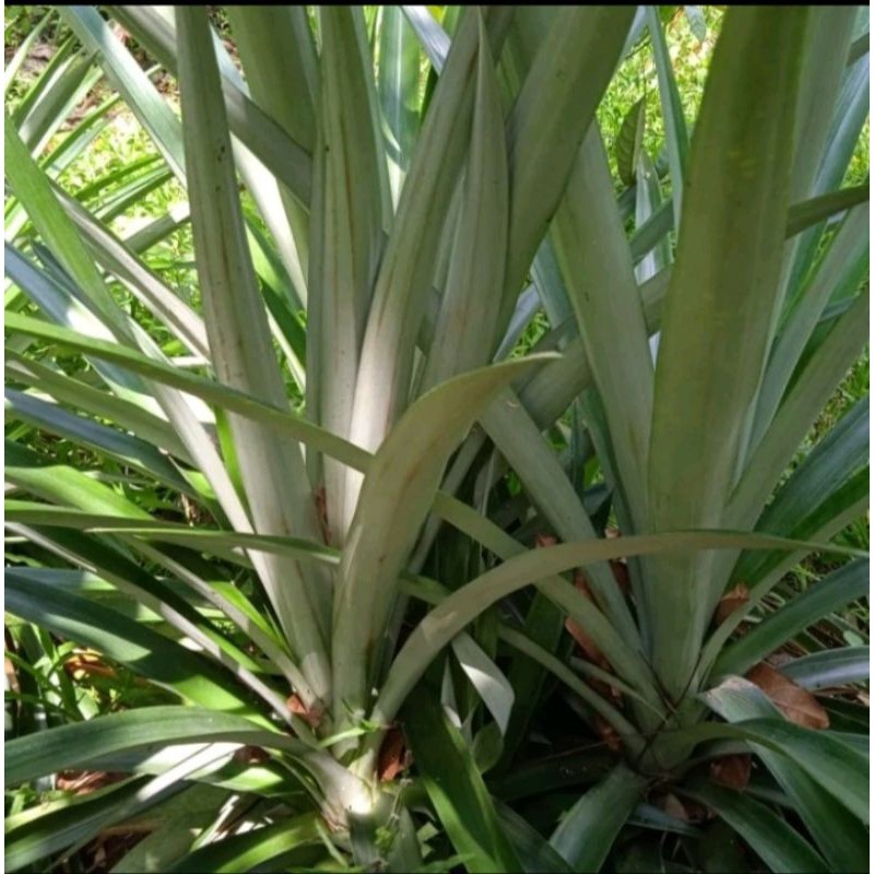 

DAUN NANAS SEGAR 1kg Jamu Herbal