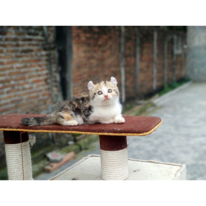 kucing american curl mix BSH betina 3 bulan / cat