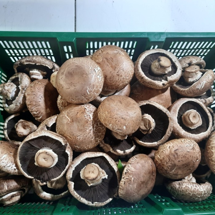 

jamur portobello 500 gram