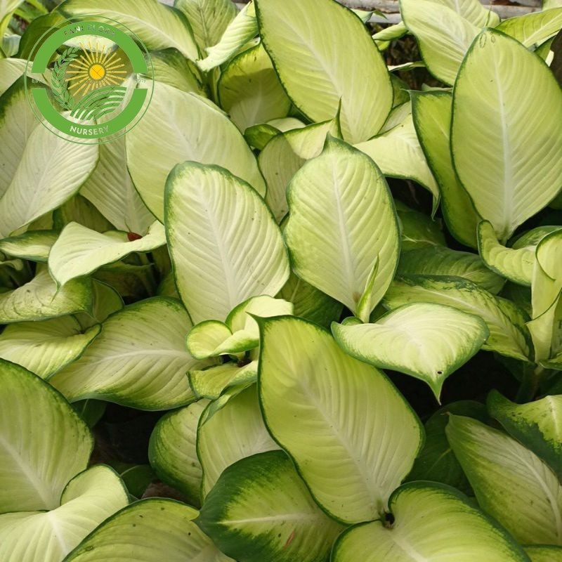 PROMO AGLONEMA TISU BANGKOK DEWASA