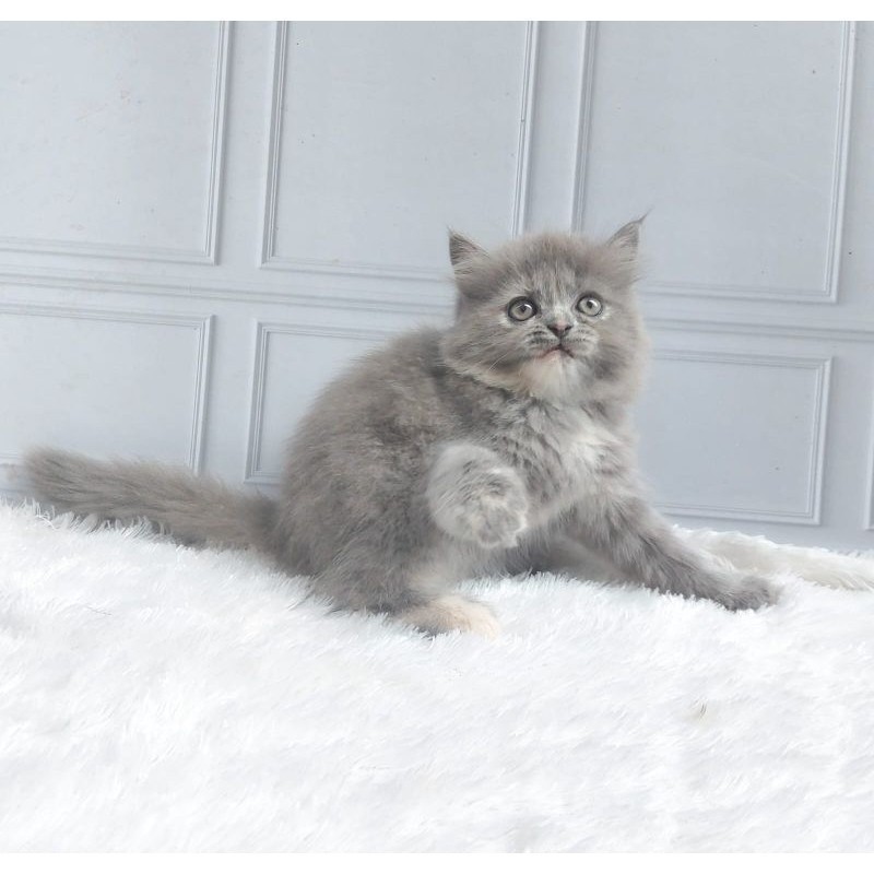 kucing persia Kitten/munchkin/BSH