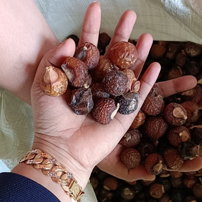 Biji Buah Lerak 1 Kg Ada Bijinya Termurah Pure Tanaman Nusantara