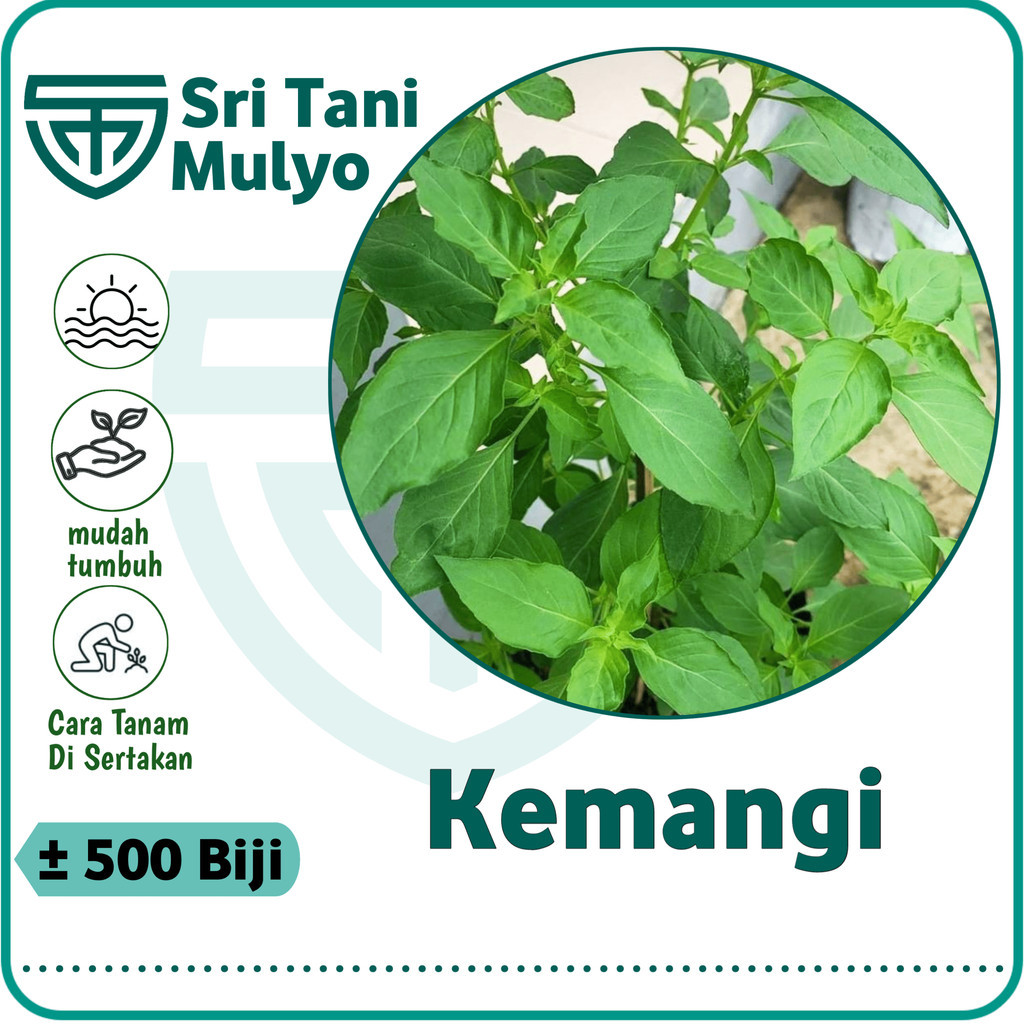 500 Biji - BENIH KEMANGI LOKAL SUPER - BIBIT SAYURAN LALAPAN DAUN - KOMANGI  Bibit Lalapan BASIL LEM