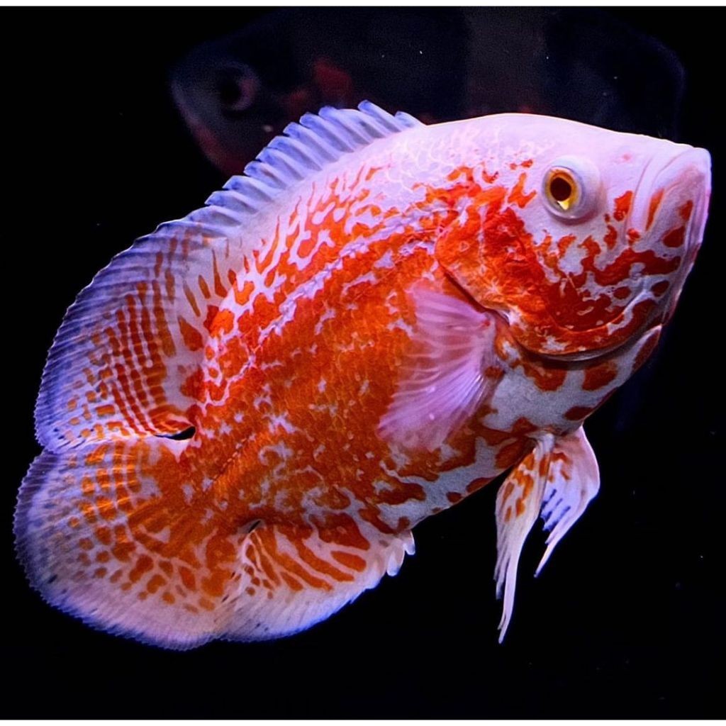 BIOTA aneka hias aqarium oscar 9 8 7 cm up albino batik paris tembaga red chili