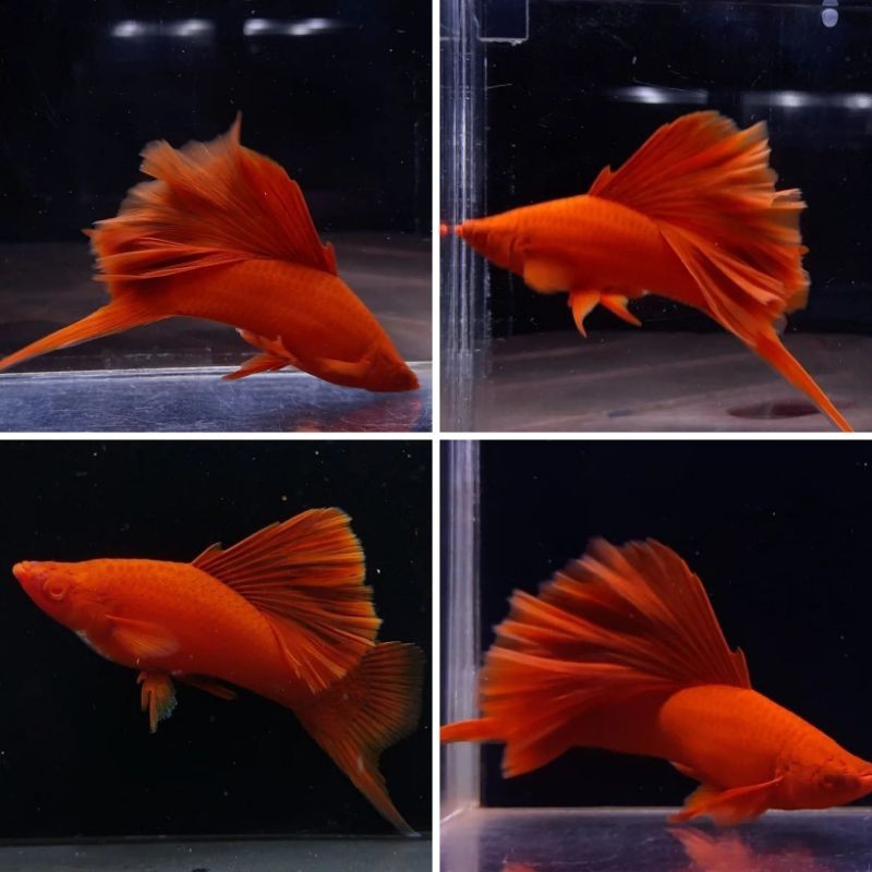 hiasan akuarium 10.10 promo   bloodred cauliflower + bonus pakan gratiss 