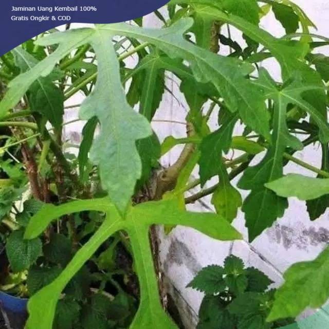 

Daun herbal daun gedi sayur yondok sayuran segar