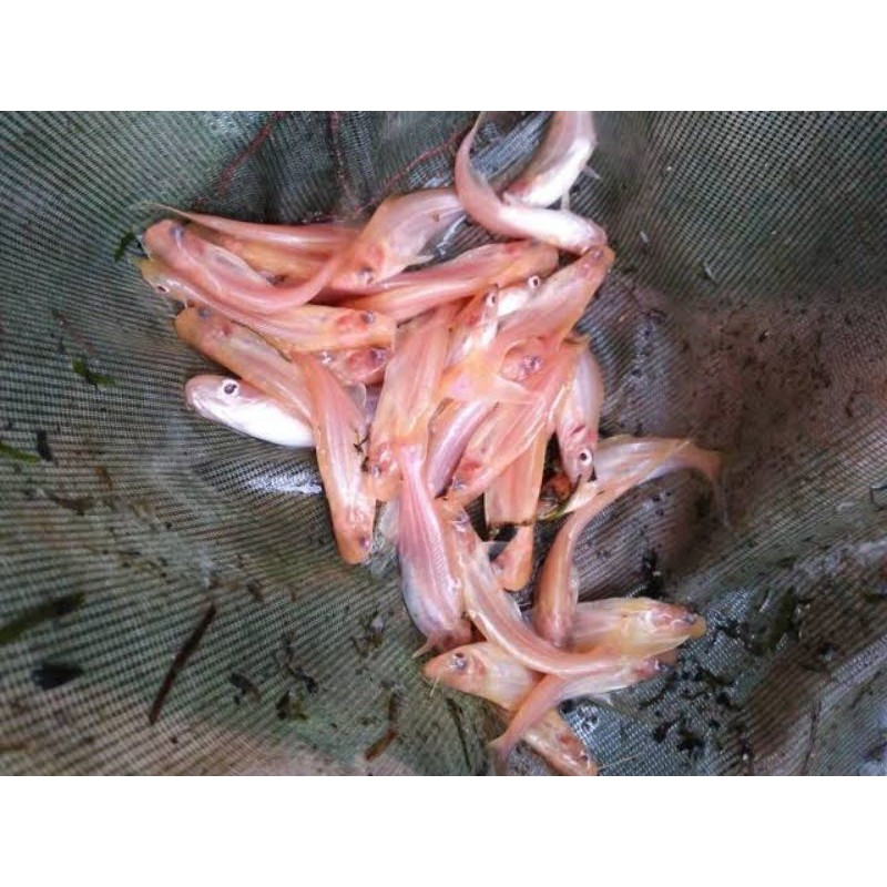 bibit patin albino kualitas Terbaik Size 3-5 cm paket 25 ekor.