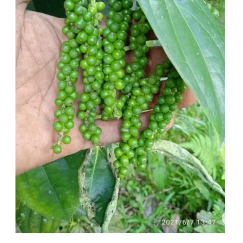 

LADA HIJAU SEGAR/FREST