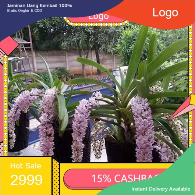 Anggrek ekor tupai dewasa siap berbunga