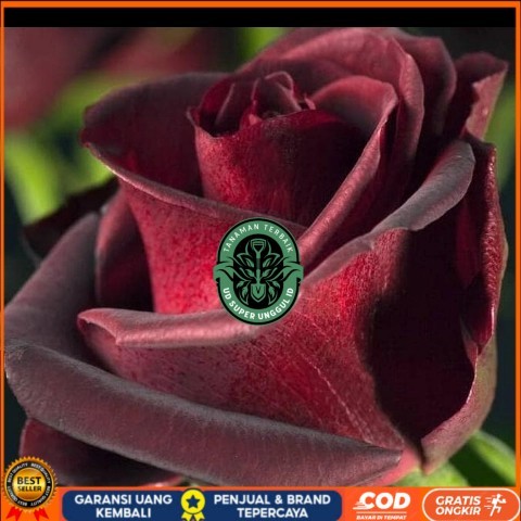 TANAMAN HIAS BUNGA MAWAR HITAM ASLI/ BLACKROSE SUDAH BERBUNGA Bibit Tanaman Valid UD SUPER UNGGUL ID