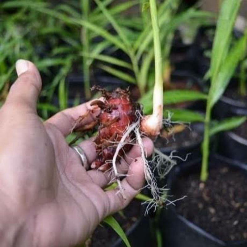 Bibit Tanaman Jahe Merah Herbal-Bibit Jahe-Jahe Merah