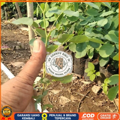 Bibit Tanaman Pohon Sonokeling, Kayu Sonokeling Bibit Tanaman Super Unggul UD GHANIYY BIBIT ID